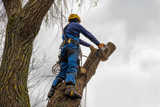 How Our Tree Care Process Works  in  La Villa, TX